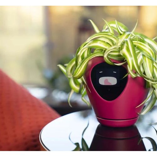 Ma plante connectée