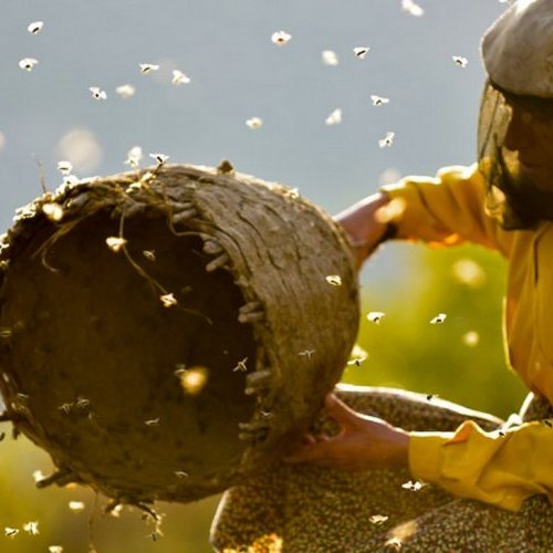 PROJECTION-DÉBAT AUTOUR D’HONEYLAND